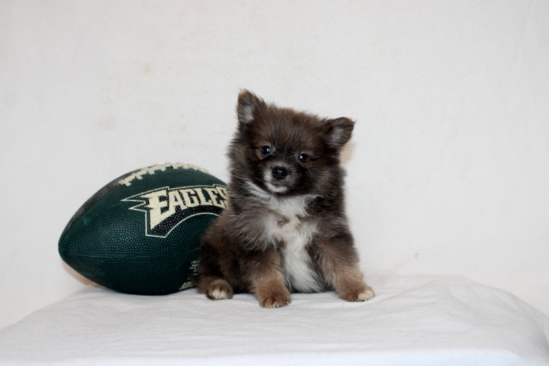 puppy, for, sale, Pomeranian, Matthew B. Stoltzfus, dog, breeder, Gap, PA, dog-breeder, puppy-for-sale, forsale, nearby, find, puppyfind, locator, puppylocator, aca